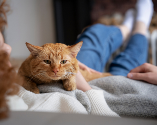 10  kattenweetjes die jij niet wist