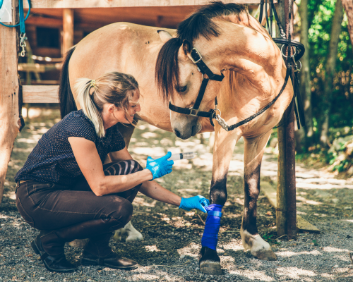 10 paardenweetjes die jij niet wist