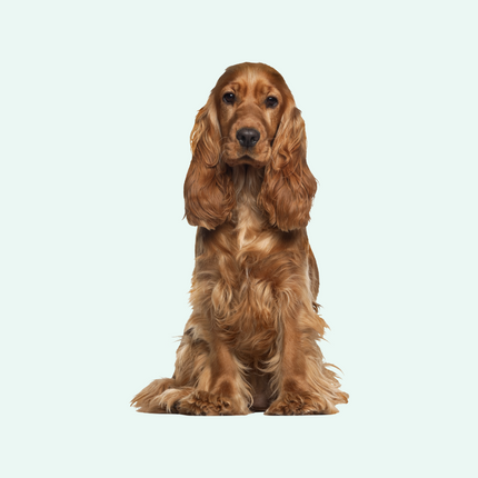 Collection image for: Honden