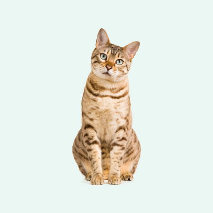 Collection image for: Katten