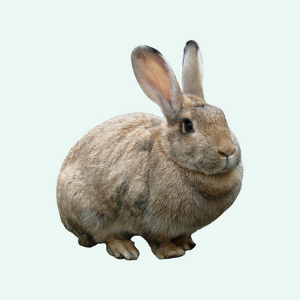 Collection image for: Knaagdieren