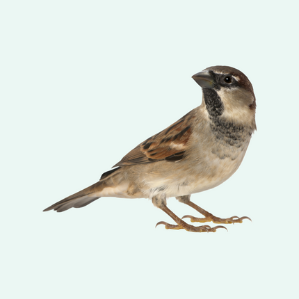Collection image for: Vogels